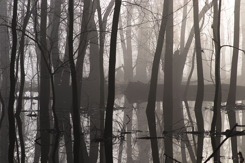 Lost in the fog