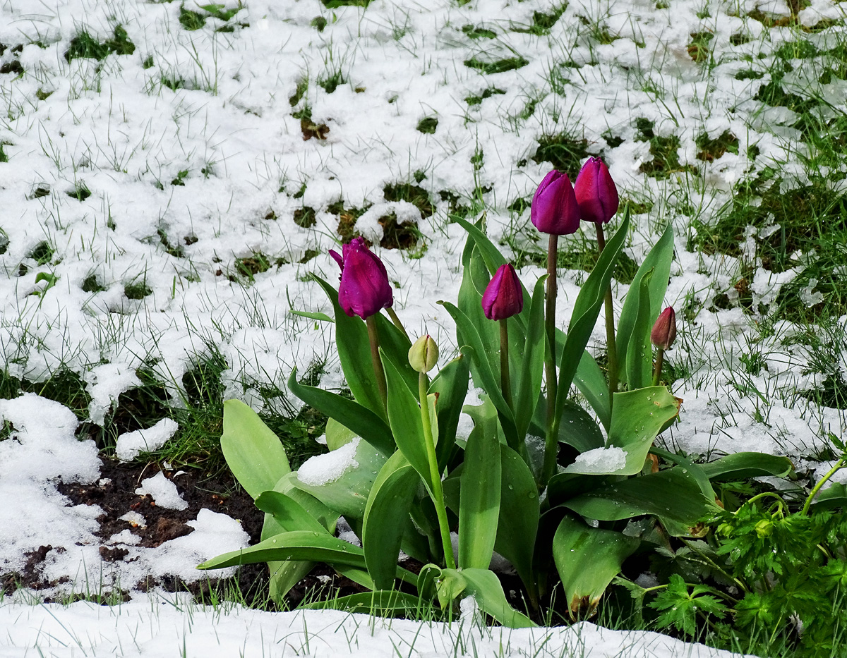 Snow in Spring 