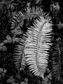 Fern Dance