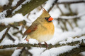 Does This Snowflake Make My Beak Look Big?