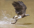 Gayhead Fish Eagle