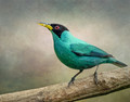 The Green Honeycreeper
