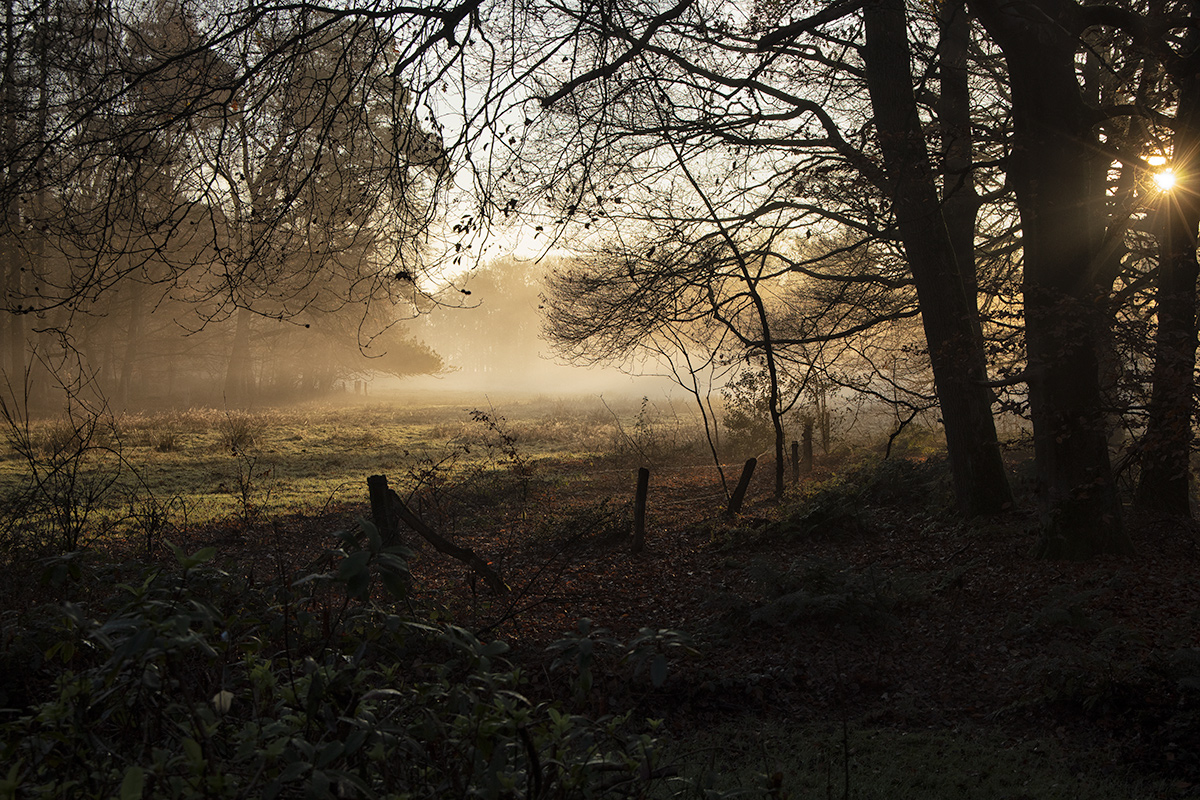 Morning light