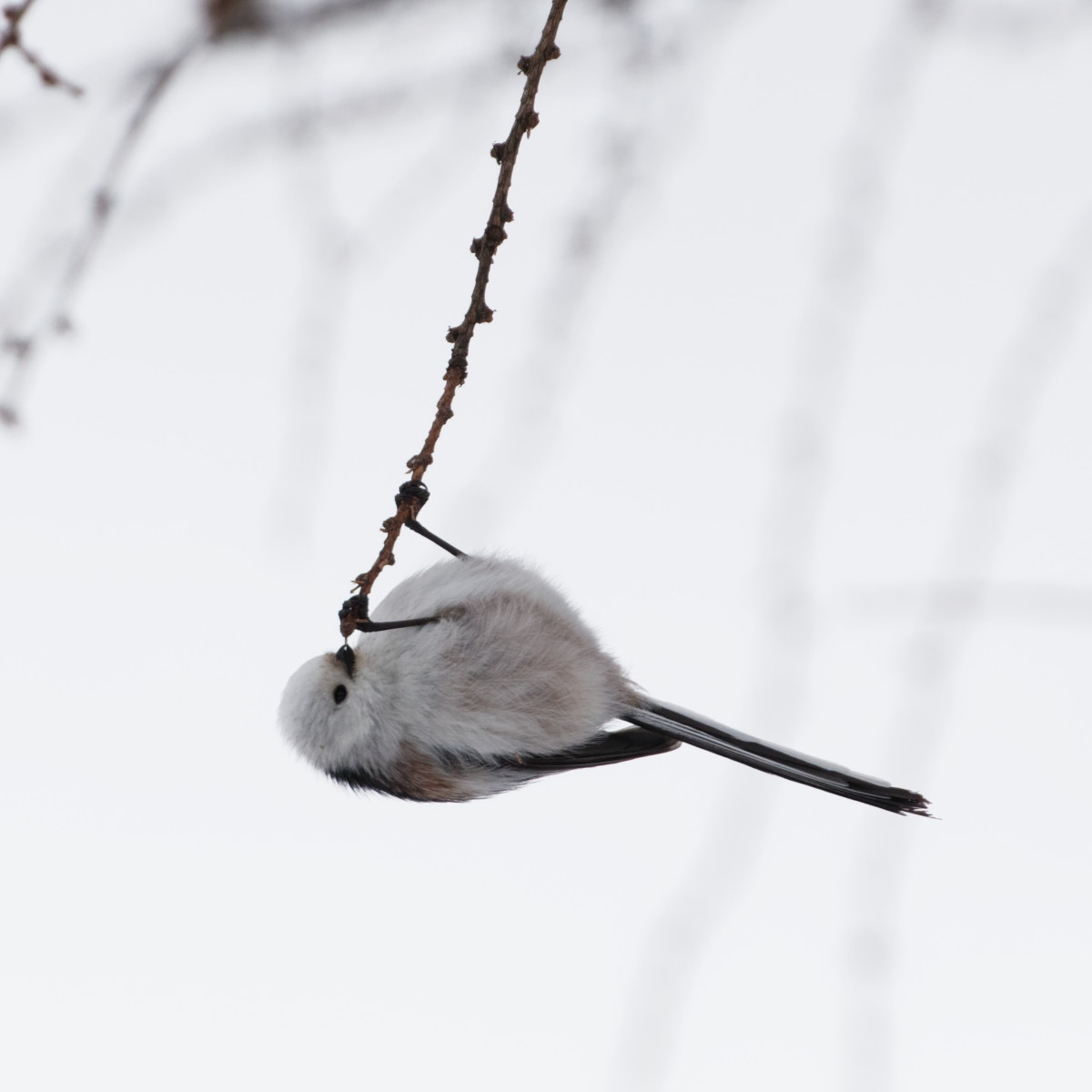 Long-tailed tit in Hokkaido winter