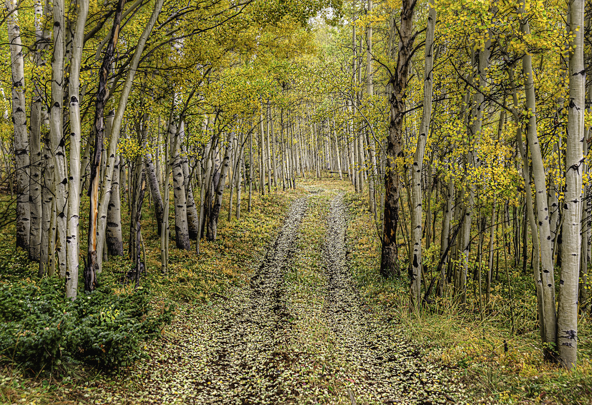 Cathedral Aspens 