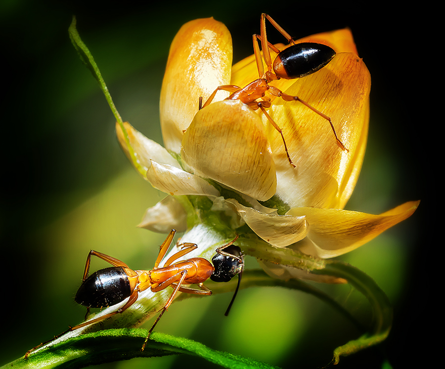 Sugar Ants collecting nectar.