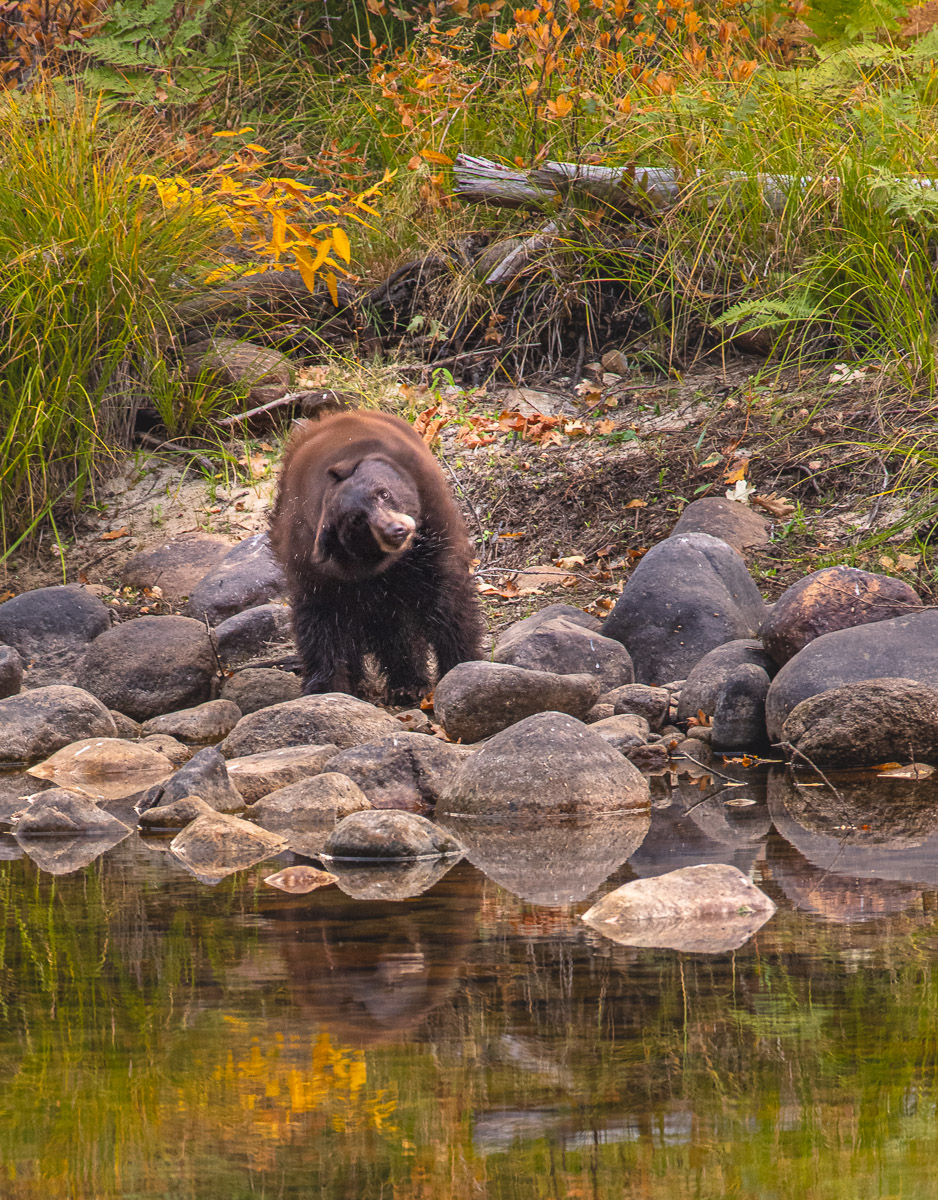 Bearly Wet