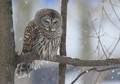 Low Owl