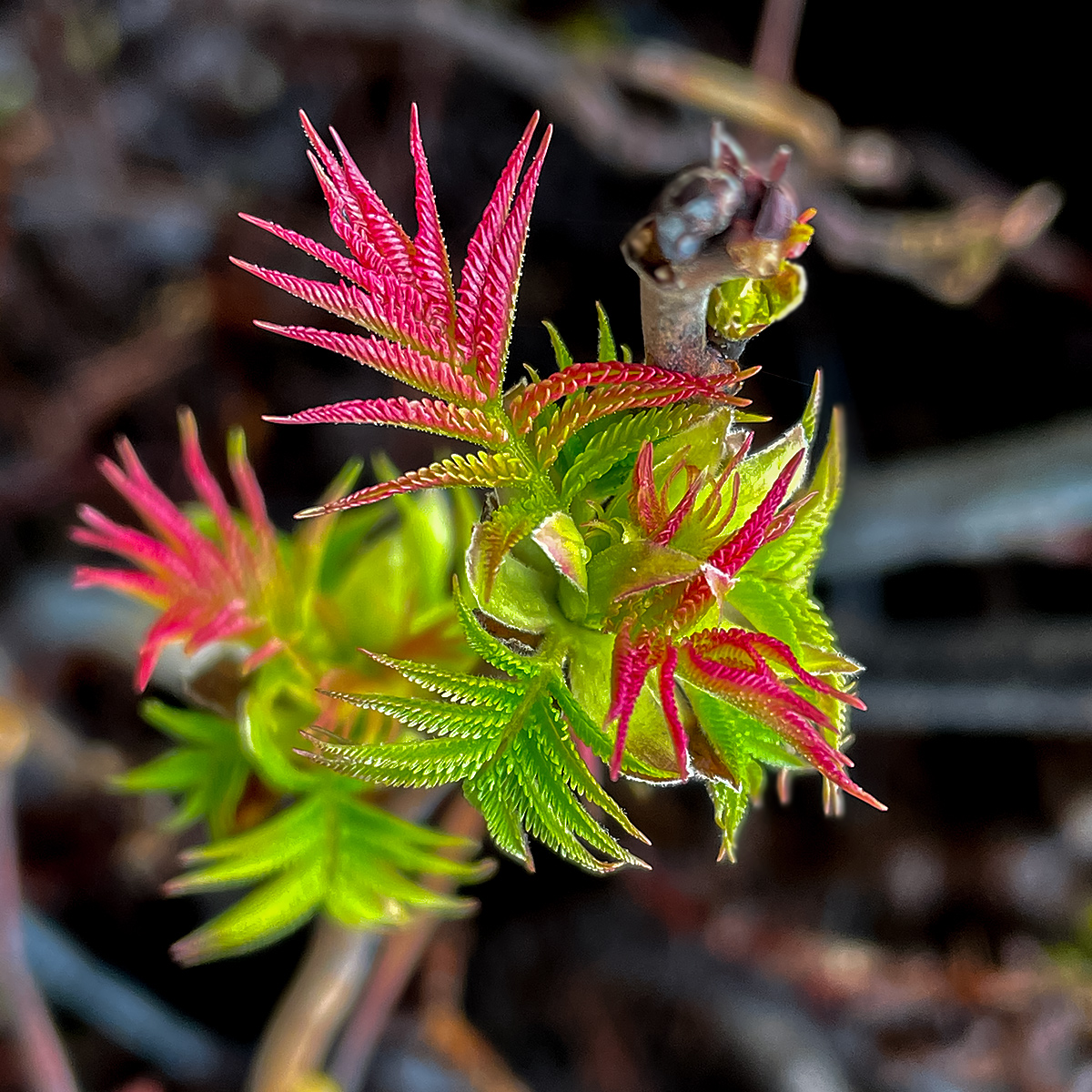 Groping Falsie __|__ Spring Foliage