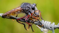 the robberfly, the bee and the spider