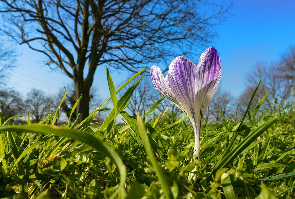 Crocus