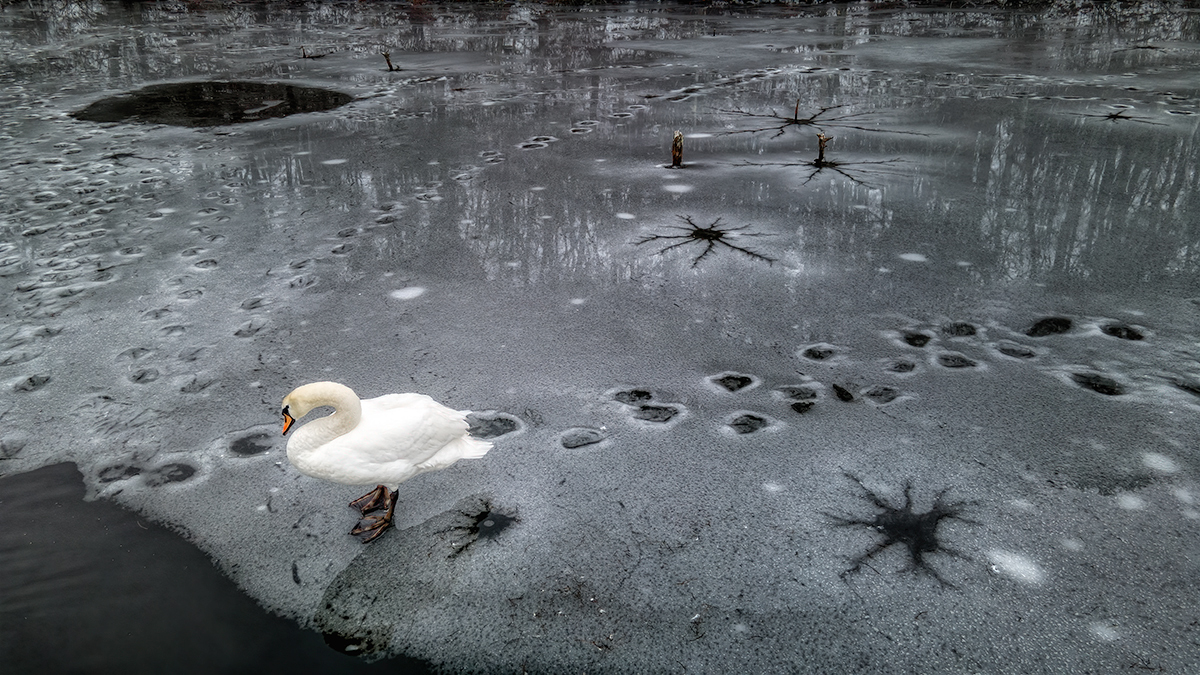 Winter Swan