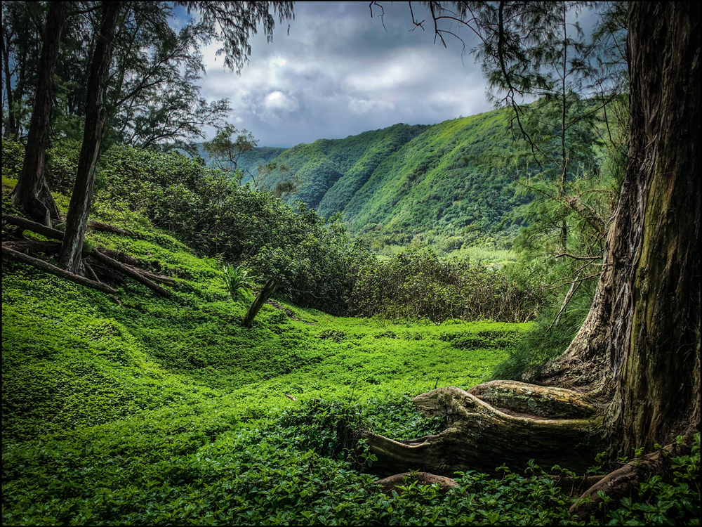 Verdant Valley