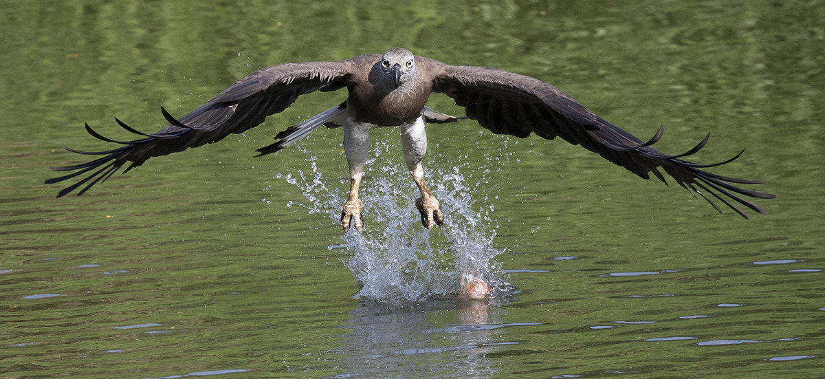 Gay head fish eagle