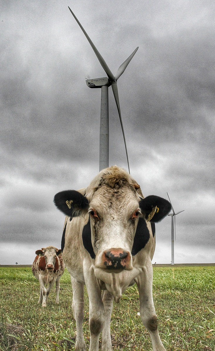 cows in the wind