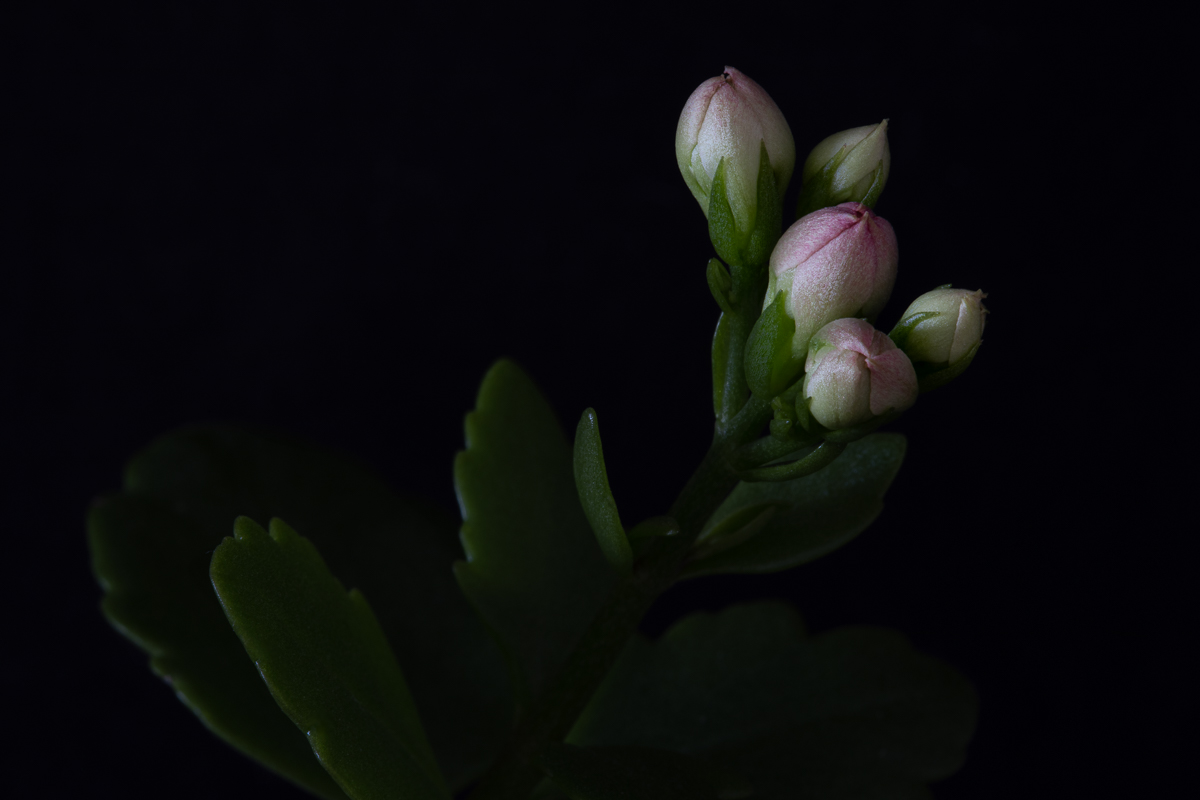 Buds