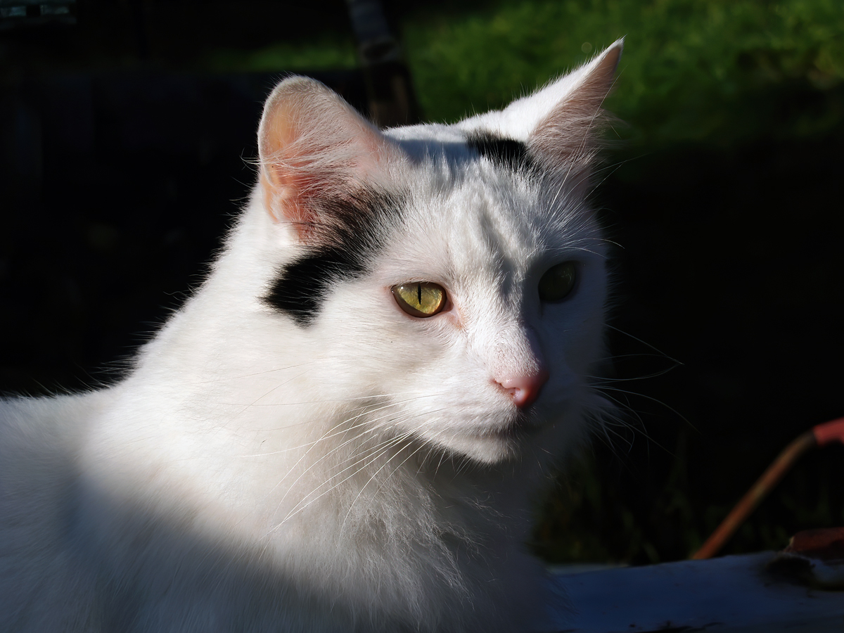 White Kitty In Shadow