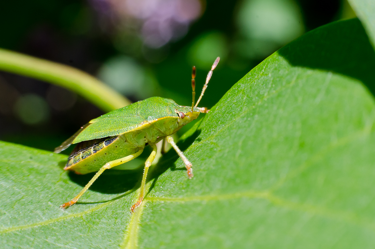 Palomena Prasina (green shield bug / green stink bug) by willem ...