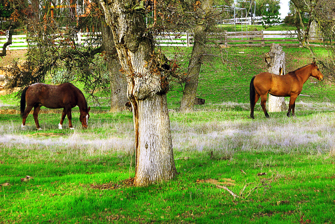 Out To Pasture