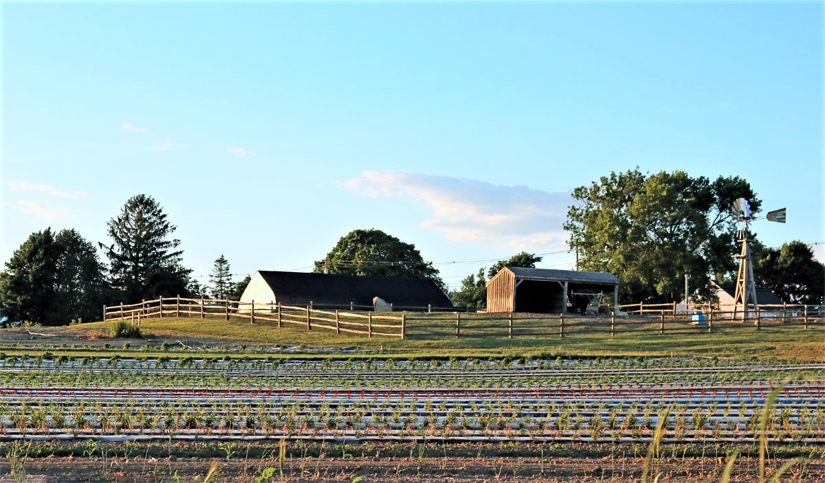 Planting Season