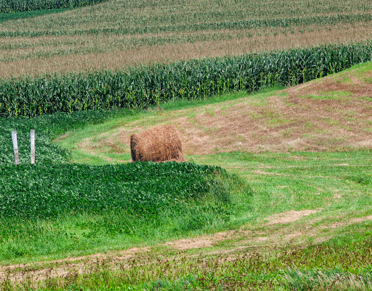 corn soy corn soy ... the heartland