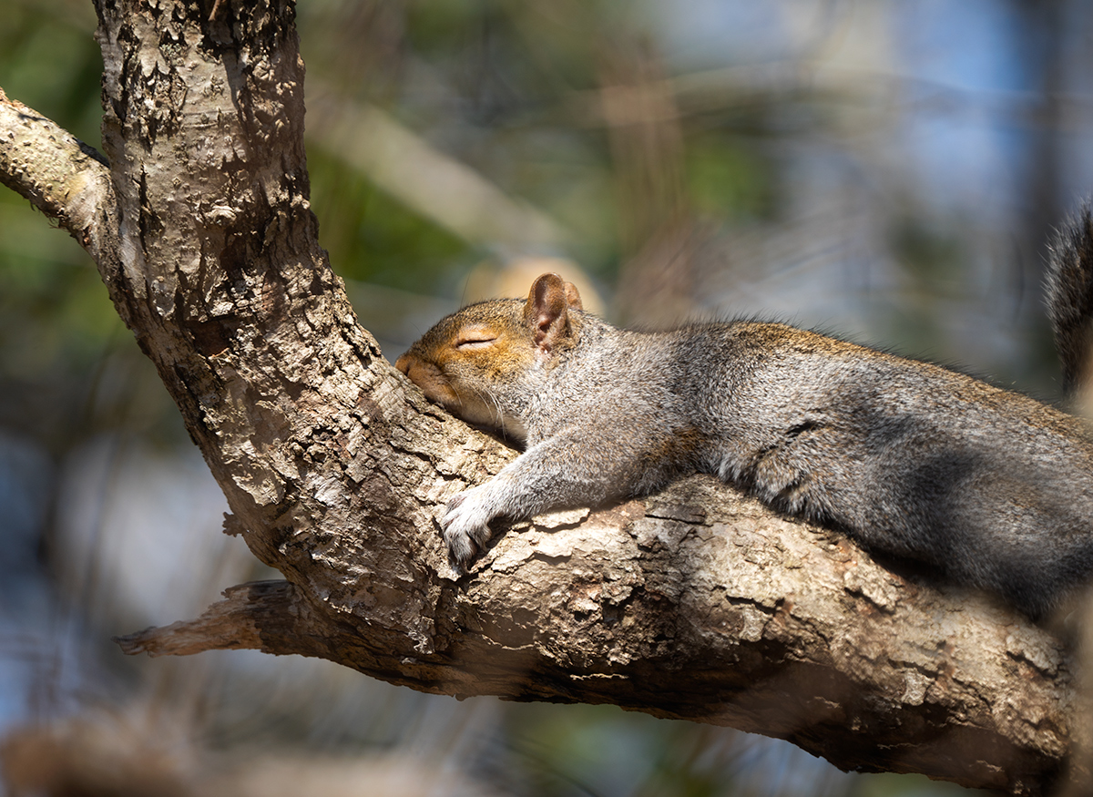 Rock-a-bye baby in the treetop, when the wind blows the cradle will rock, when the bough breaks...