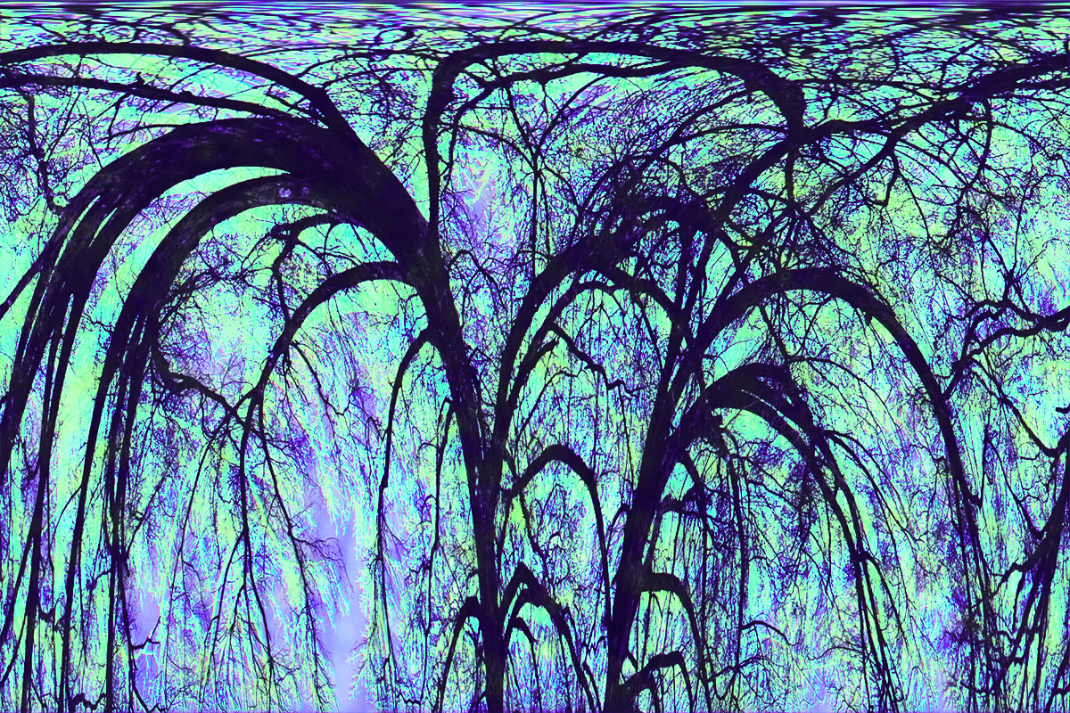 weeping willows