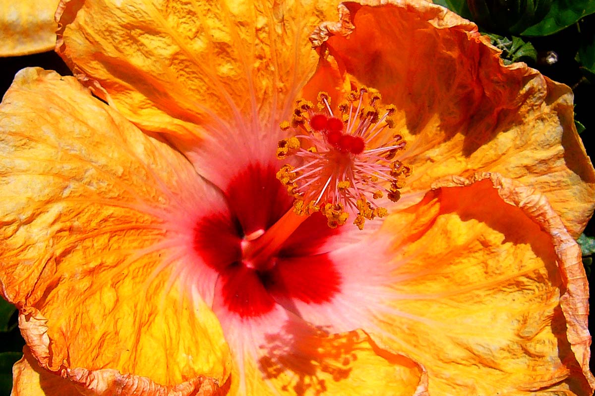 Orange Flower