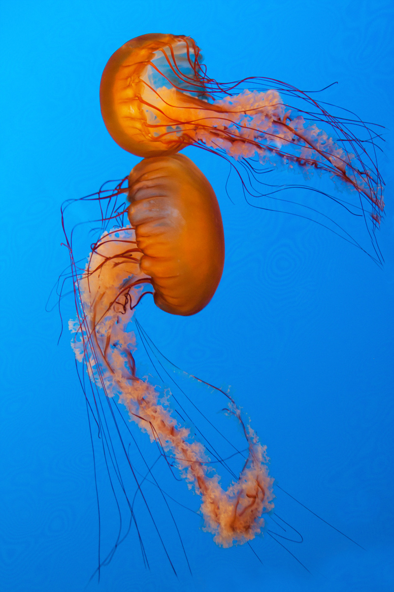 Dance of the Jellies