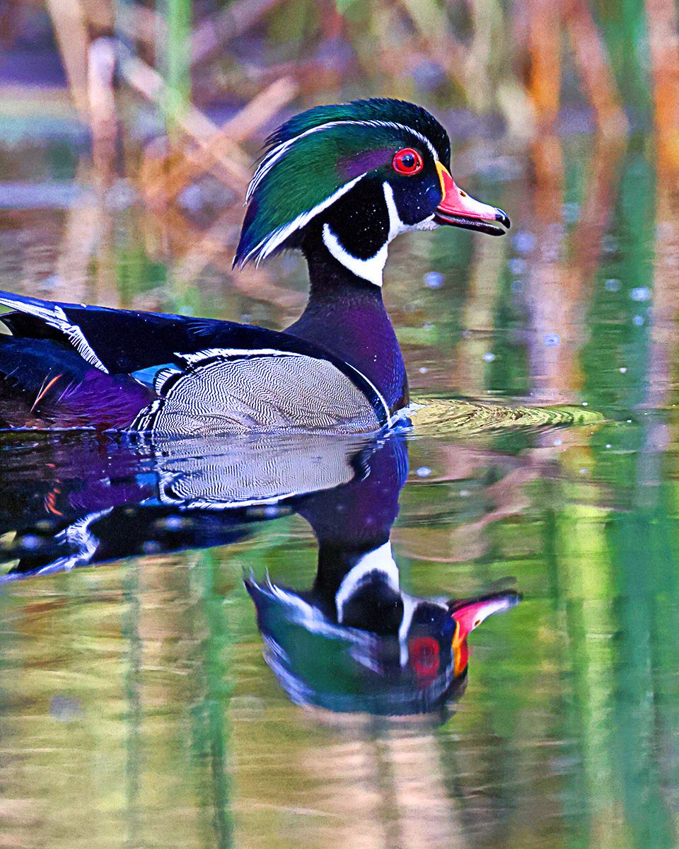 Wood Duck