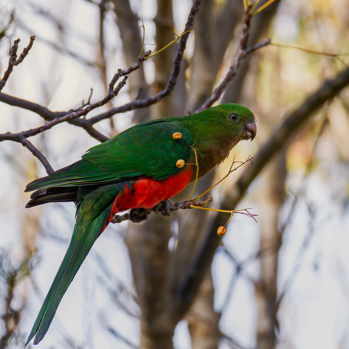 Female King Parrot