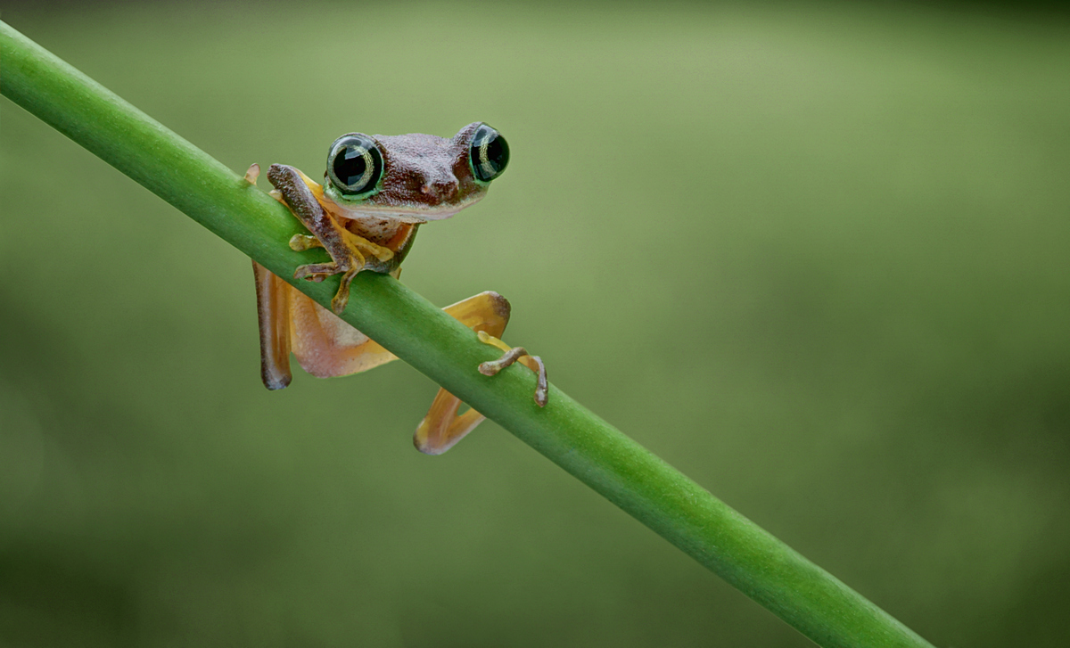 Lemur Tree Frog