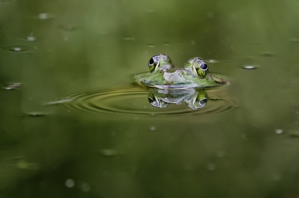 Bullfrog in Green