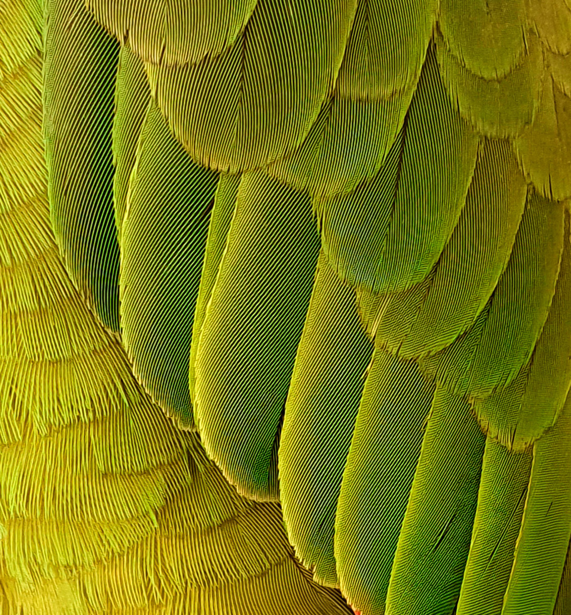 plumage