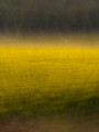 Mustard Grass, Vineyard, Sonoma