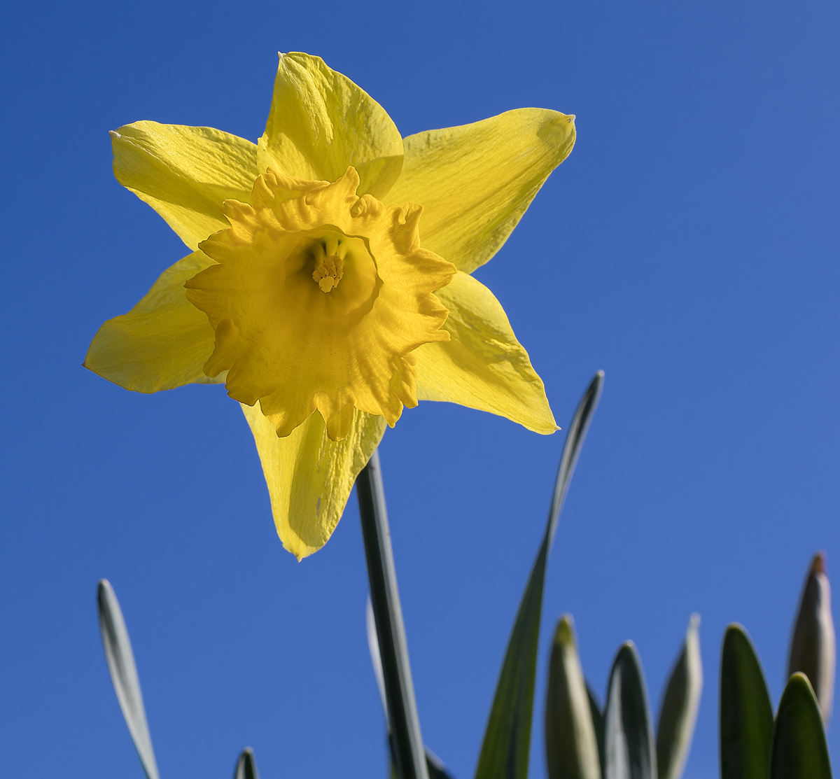 Daffodil