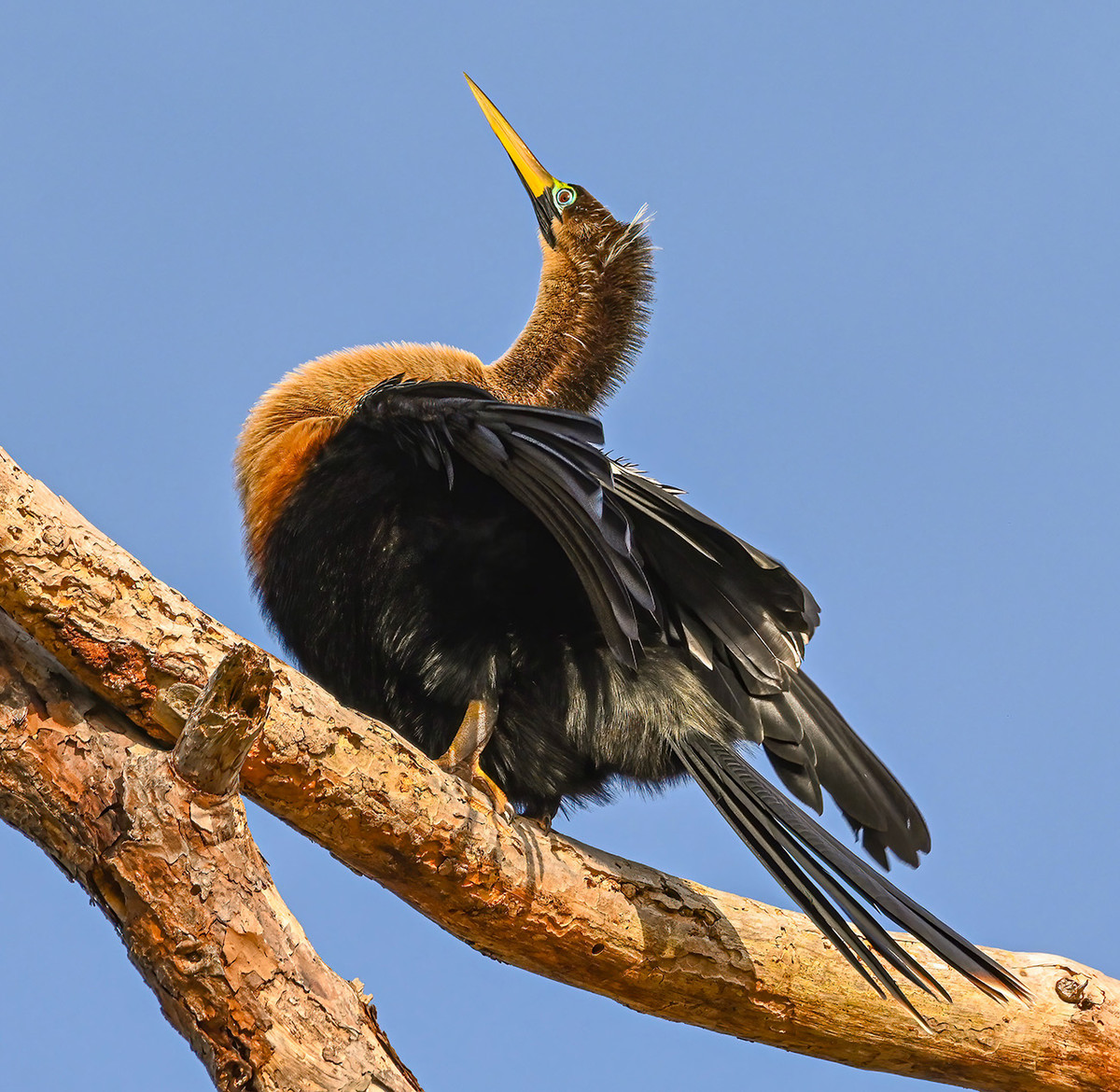 Anhinga