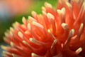 Dahlia