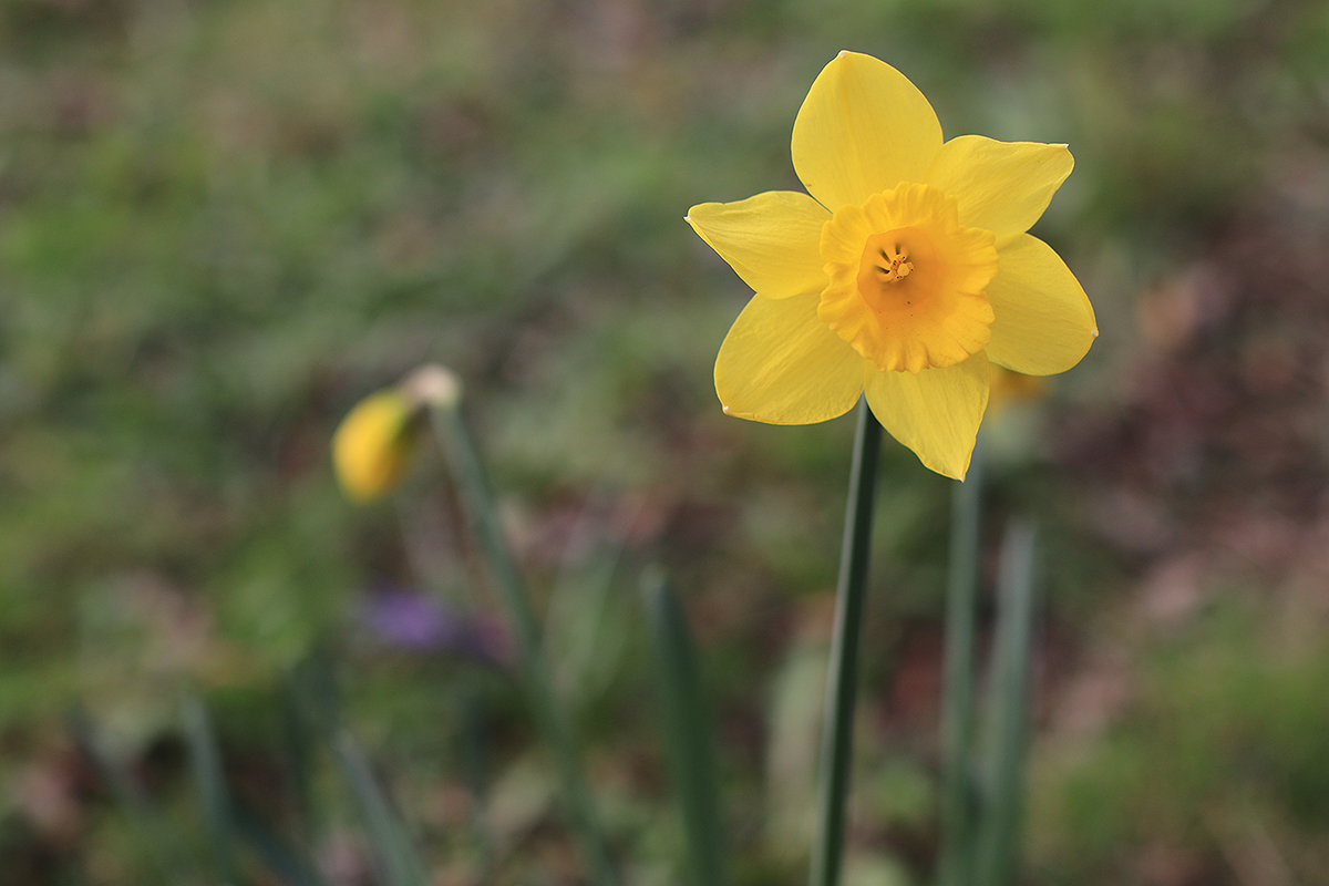 Daffodil