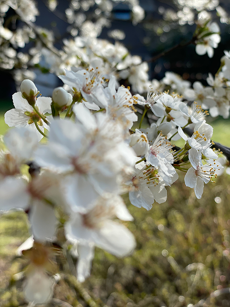 Let a Thousand Flowers Bloom