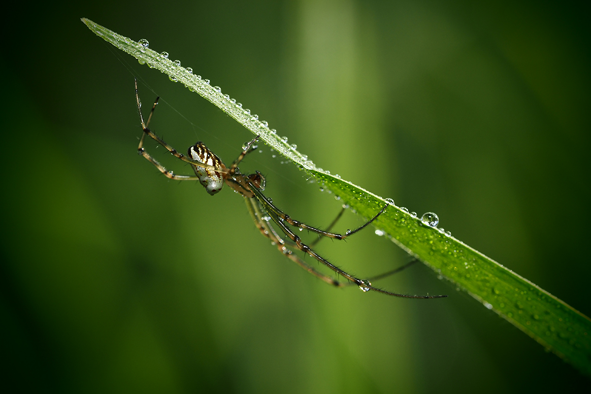 Silver Orb Weaving Spider (Leucauge granulata) with raindrops