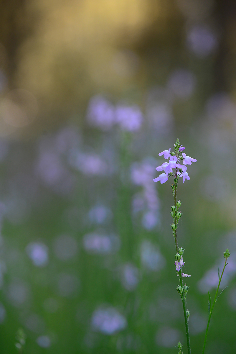 In The Meadow