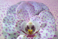 Orchid Succulent