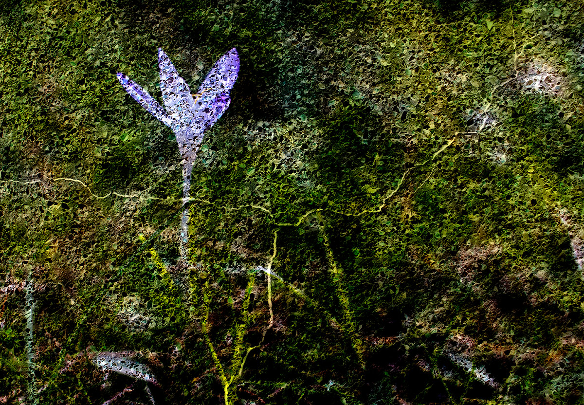 Wall Flower