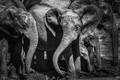 ellies