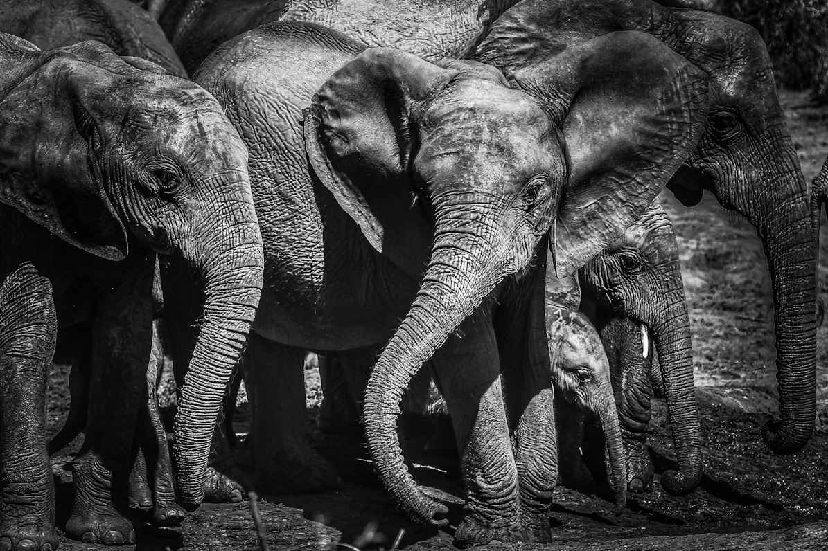 ellies