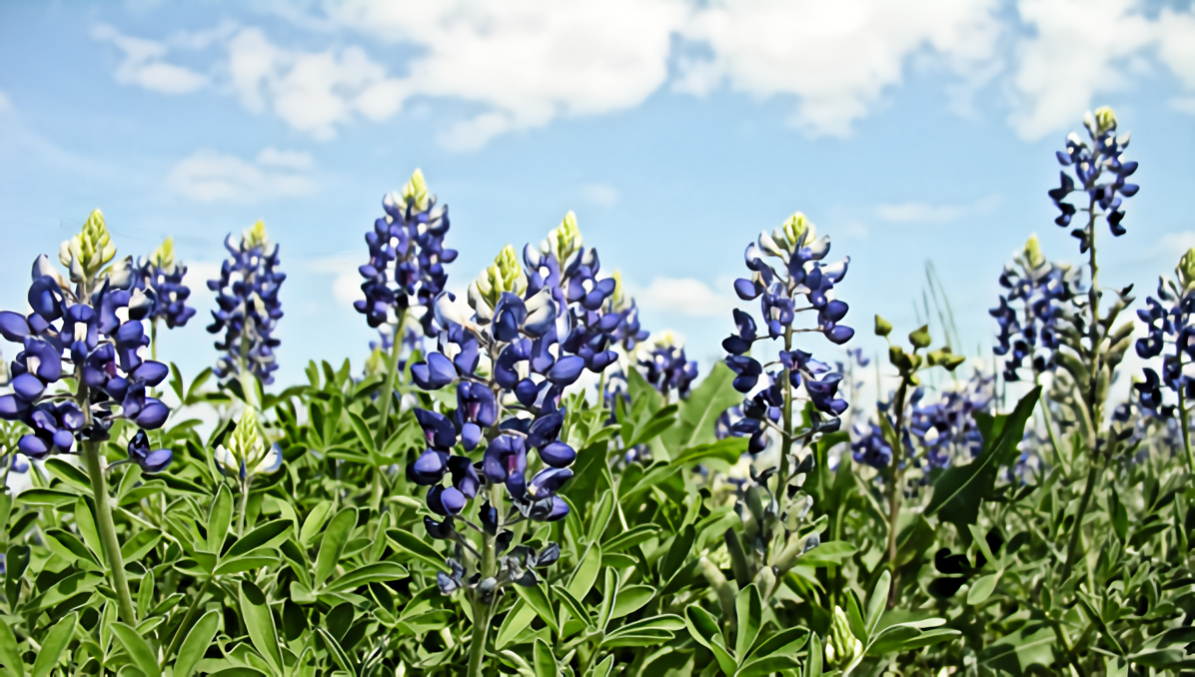 Texas Bluebonnets