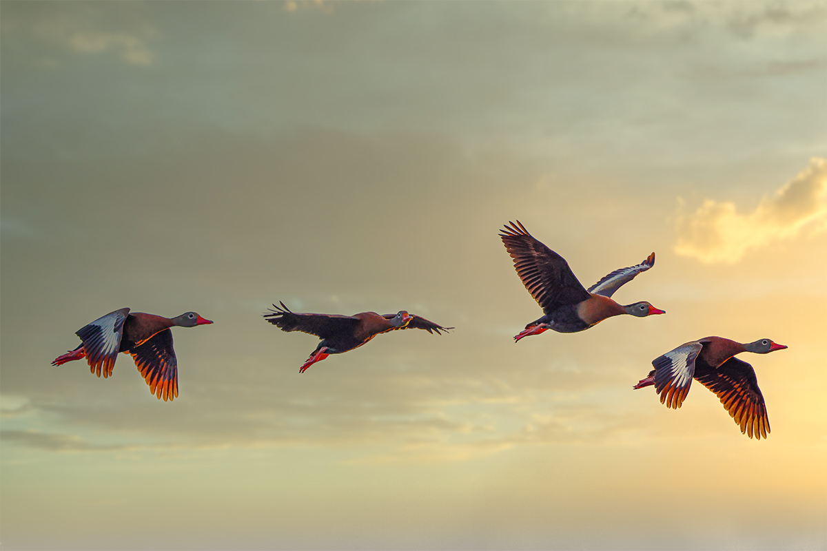 Black Bellied Whistling Ducks