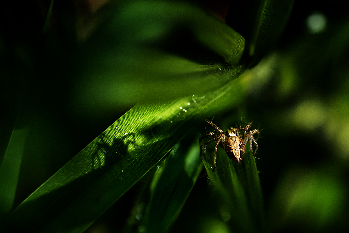 light and shadow