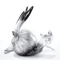 Forgotten Onion